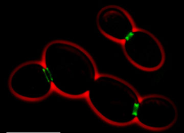 Saccharomyces Cerevisiae Bio Technical Resources