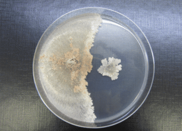 Bacillus Subtilis protein expression service from Bio Tech Resources.