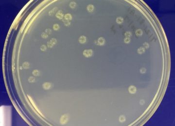 Trichoderma colonies