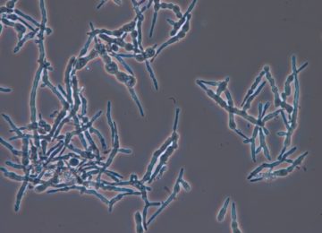 Trichoderma mycelia