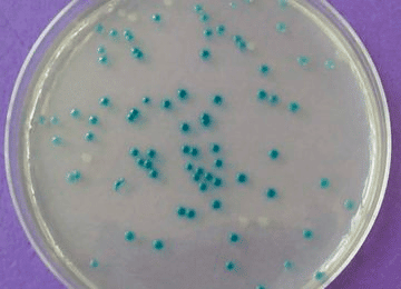 Bacillus Subtilis expression in a lab.